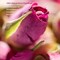 Dried Rose Petals and Rose Buds -1 Pound Food grade - Use in Tea, Baking, Making Water, essential oil, Wedding Confetti